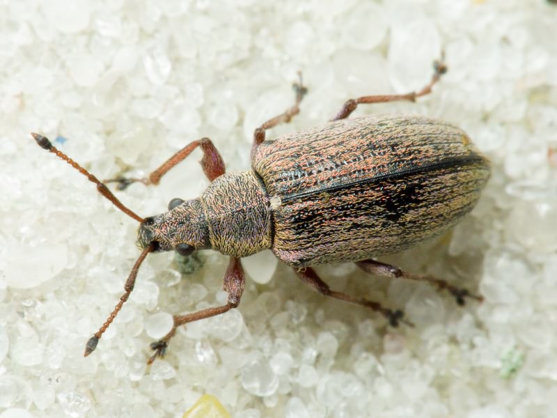 Phyllobius pyri (Linnaeus, 1758)